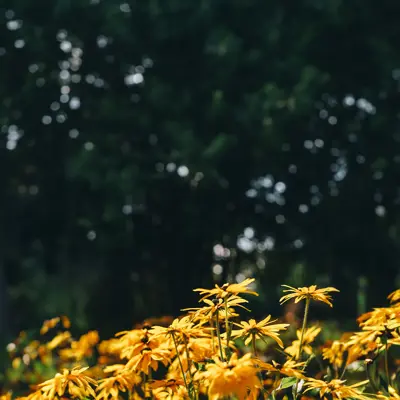 Black-eyed Susan, Rudbeckia hirta