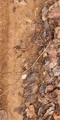 Dry autumn leaves on the side of the road