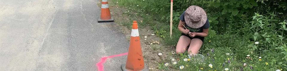 Extracting snapping turtle eggs